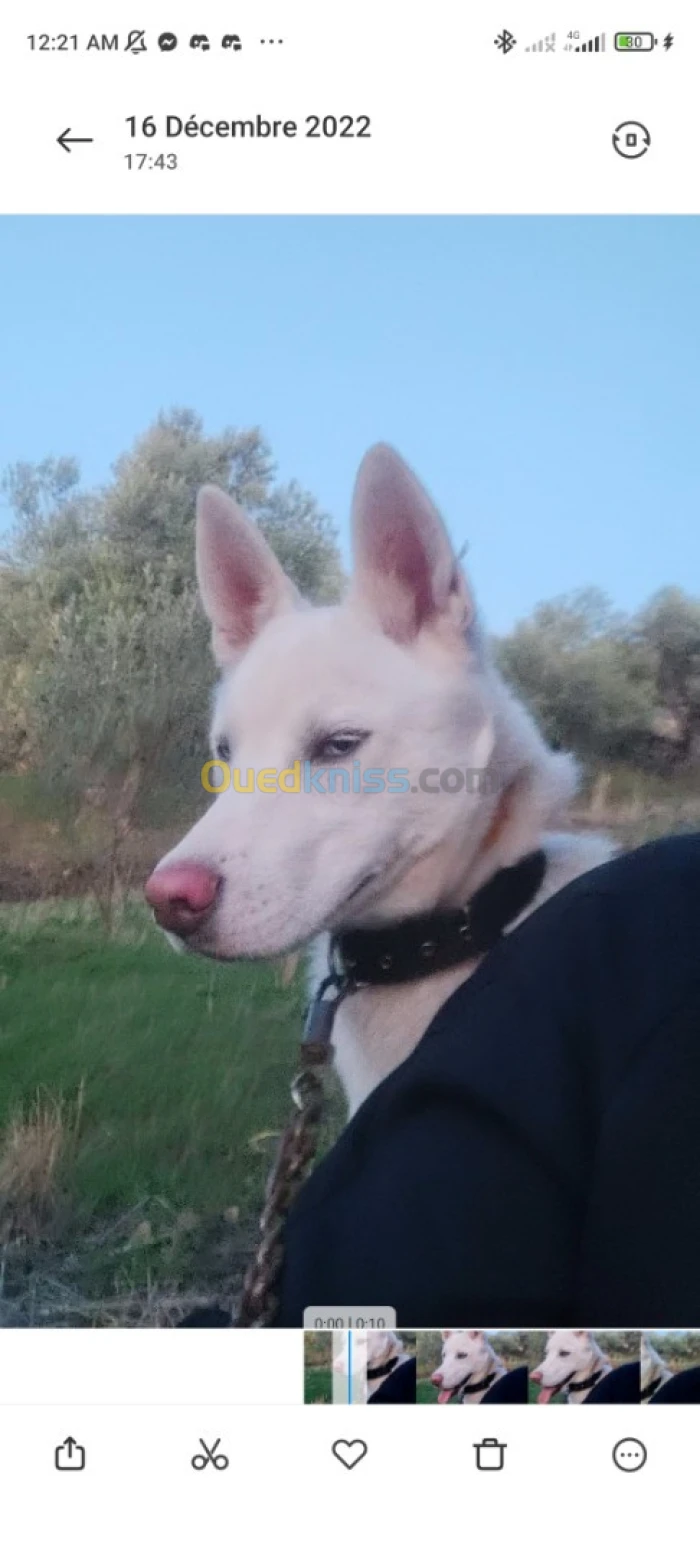 Husky sibérien