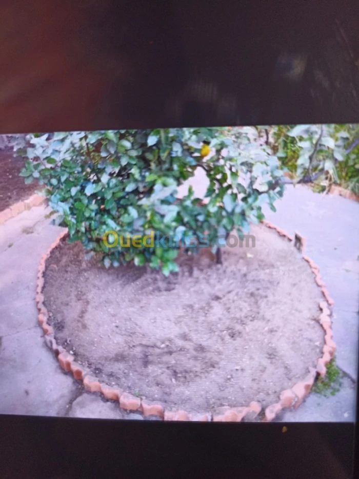 Nettoyage , et désherbage des jardins