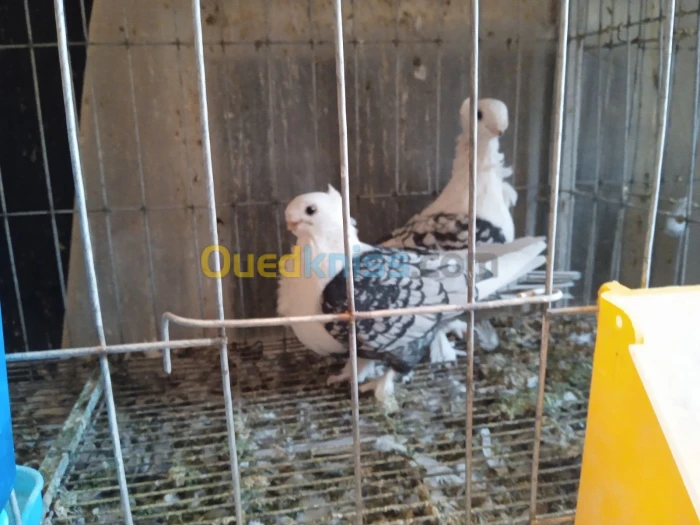 Pigeons