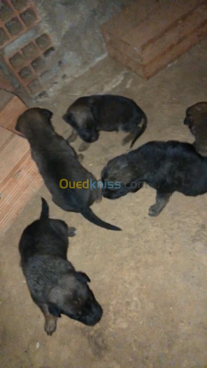 Chiot malinois