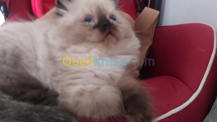 Chat persan himalayen