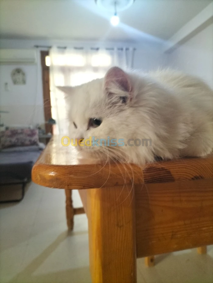 Chat