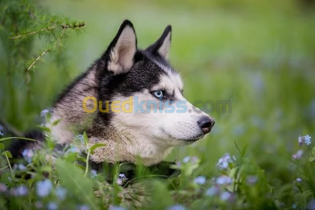 Husky femelle 10mois