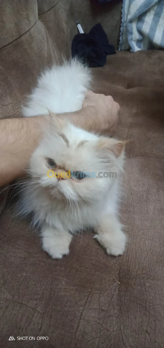 Chat persan