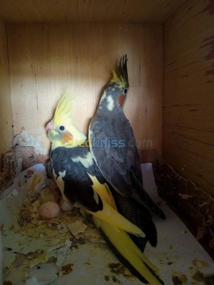 Calopsitte white face