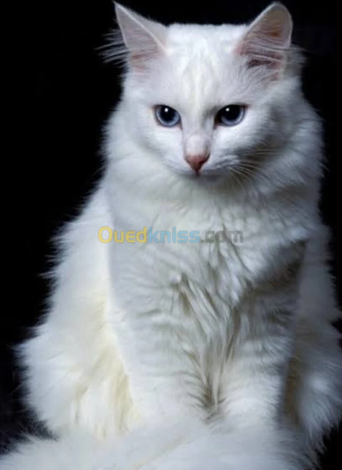 Chat angora turc les yeux bleus