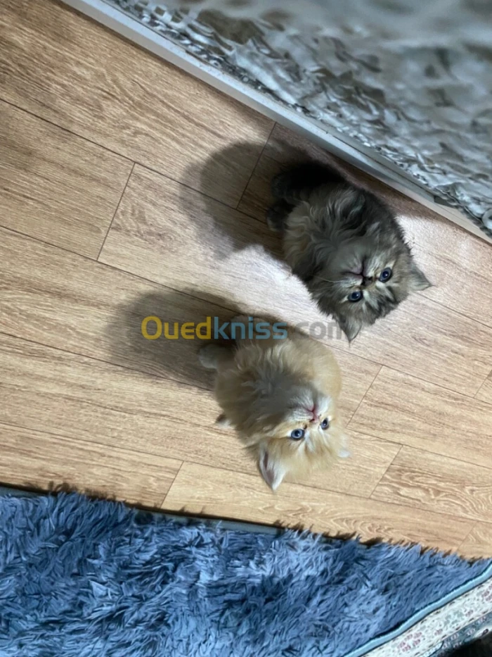 Chaton persans