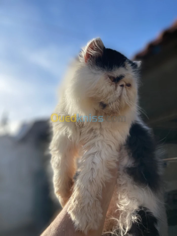 Chat persan van