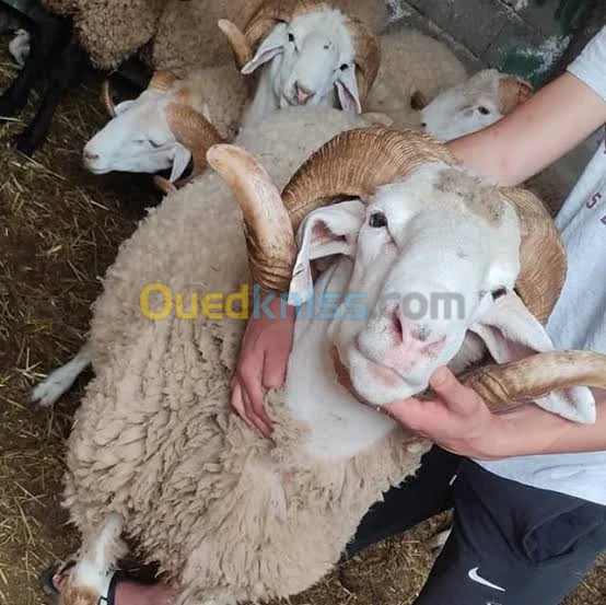 كباش العيد 7000 وتوصيل باب دار