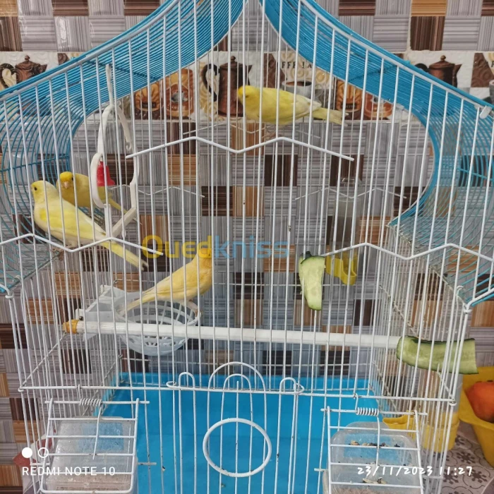 Canaris كناري مع قفص