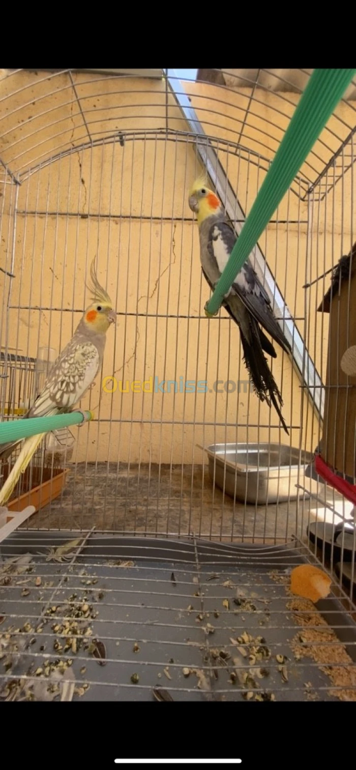 Couple calupsit