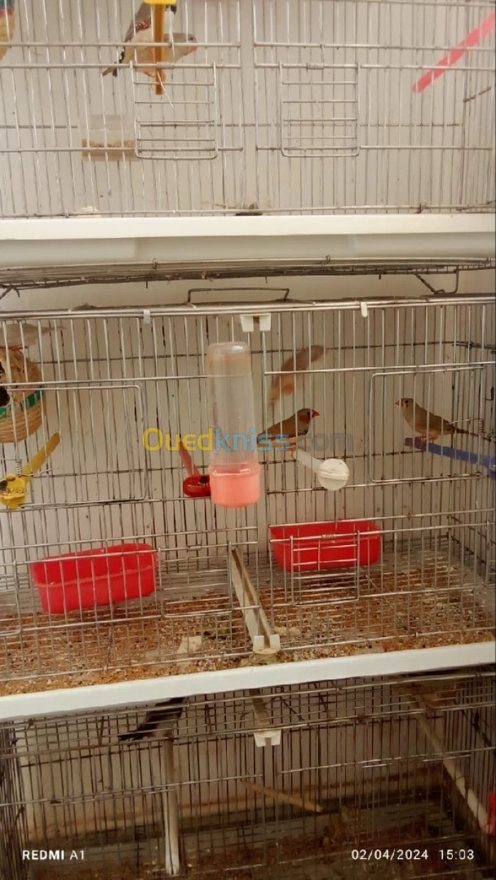 Oiseaux bangali