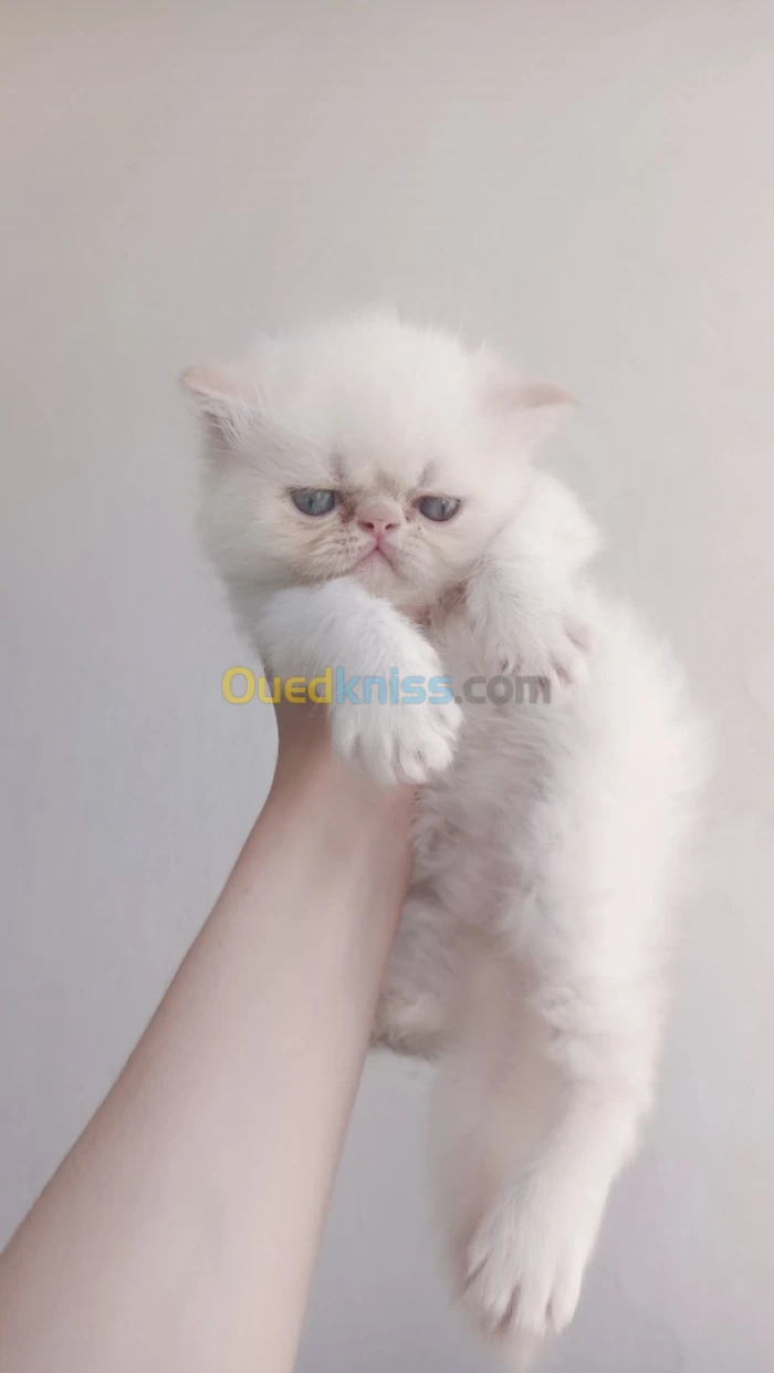 Chat persan