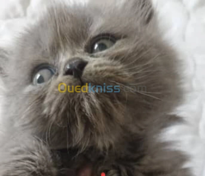 Persan 