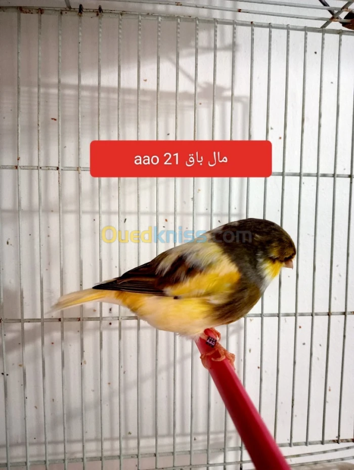 Canari
