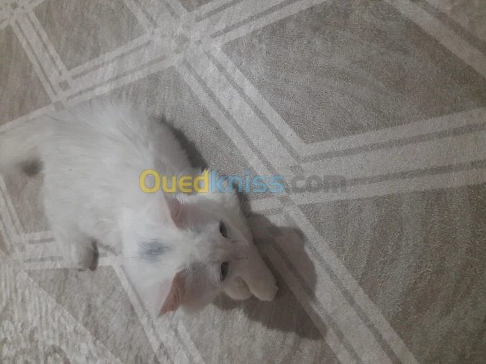 قطة منزلية بوقوصة للبيع