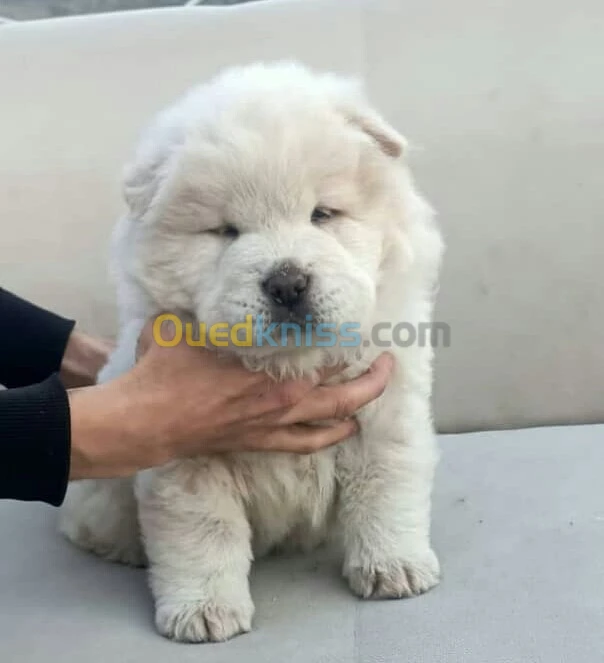 Chow-chow panda