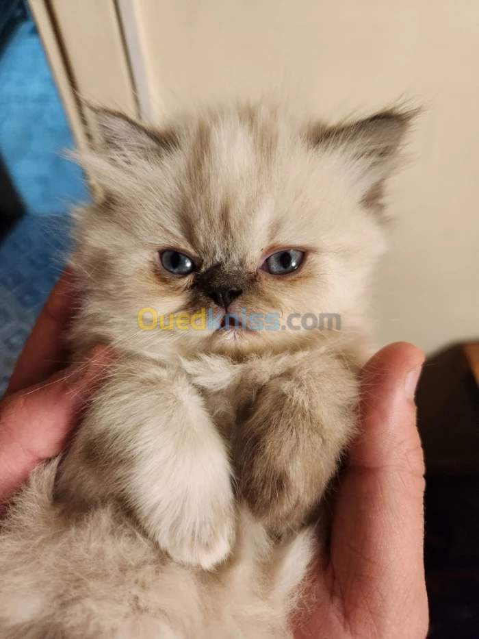 Chaton persan pure race