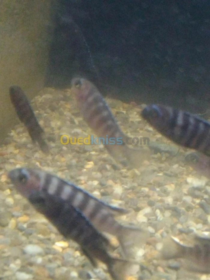 cichlid africain
