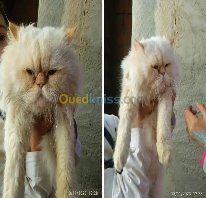 Chat persan 