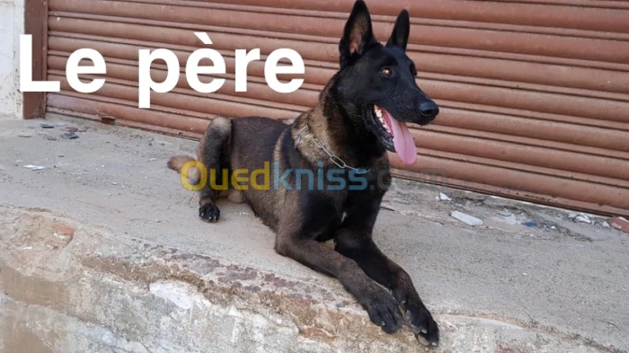 Malinois charbonner