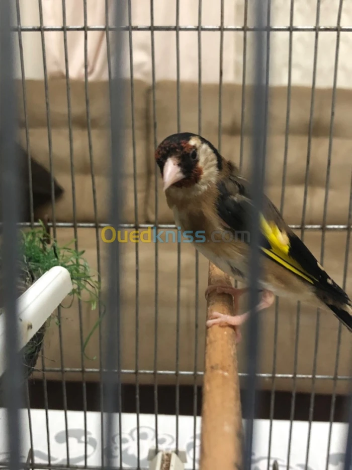 Couple chardonneret parva كوبل مقنين واجدين حبة