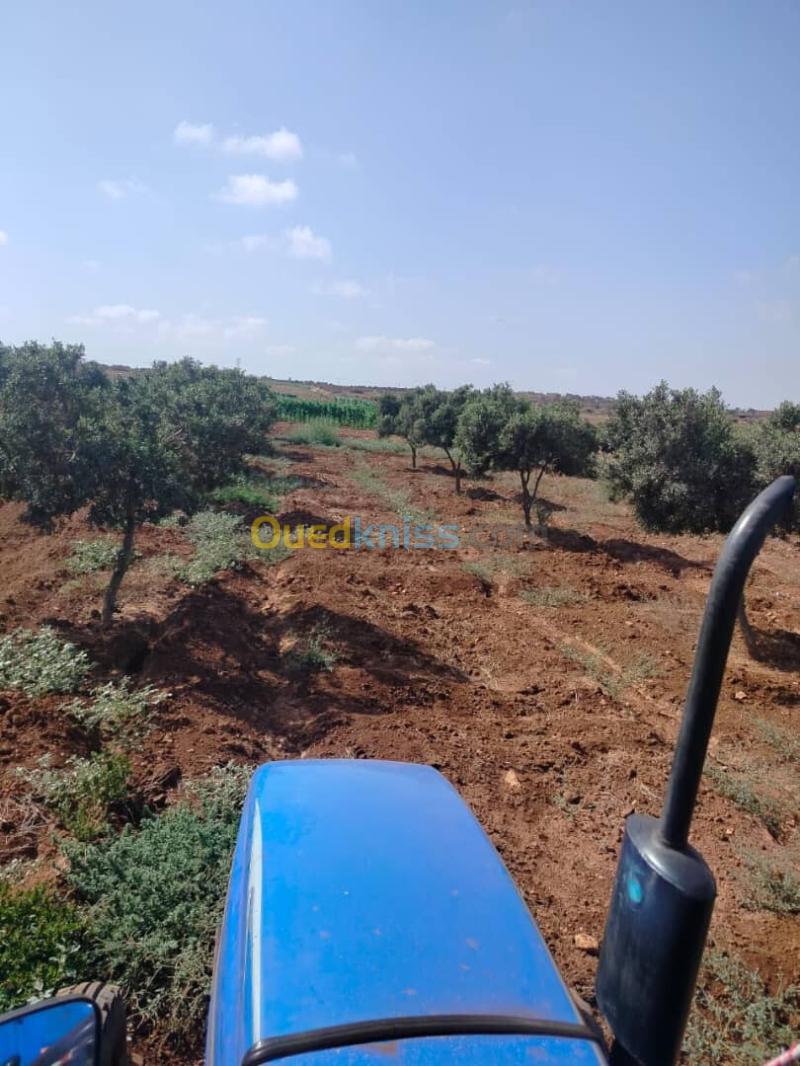Vente Terrain Agricole Oran Marsat el hadjadj 4