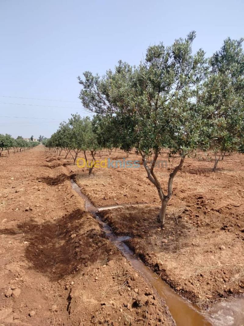 Vente Terrain Agricole Oran Marsat el hadjadj 6