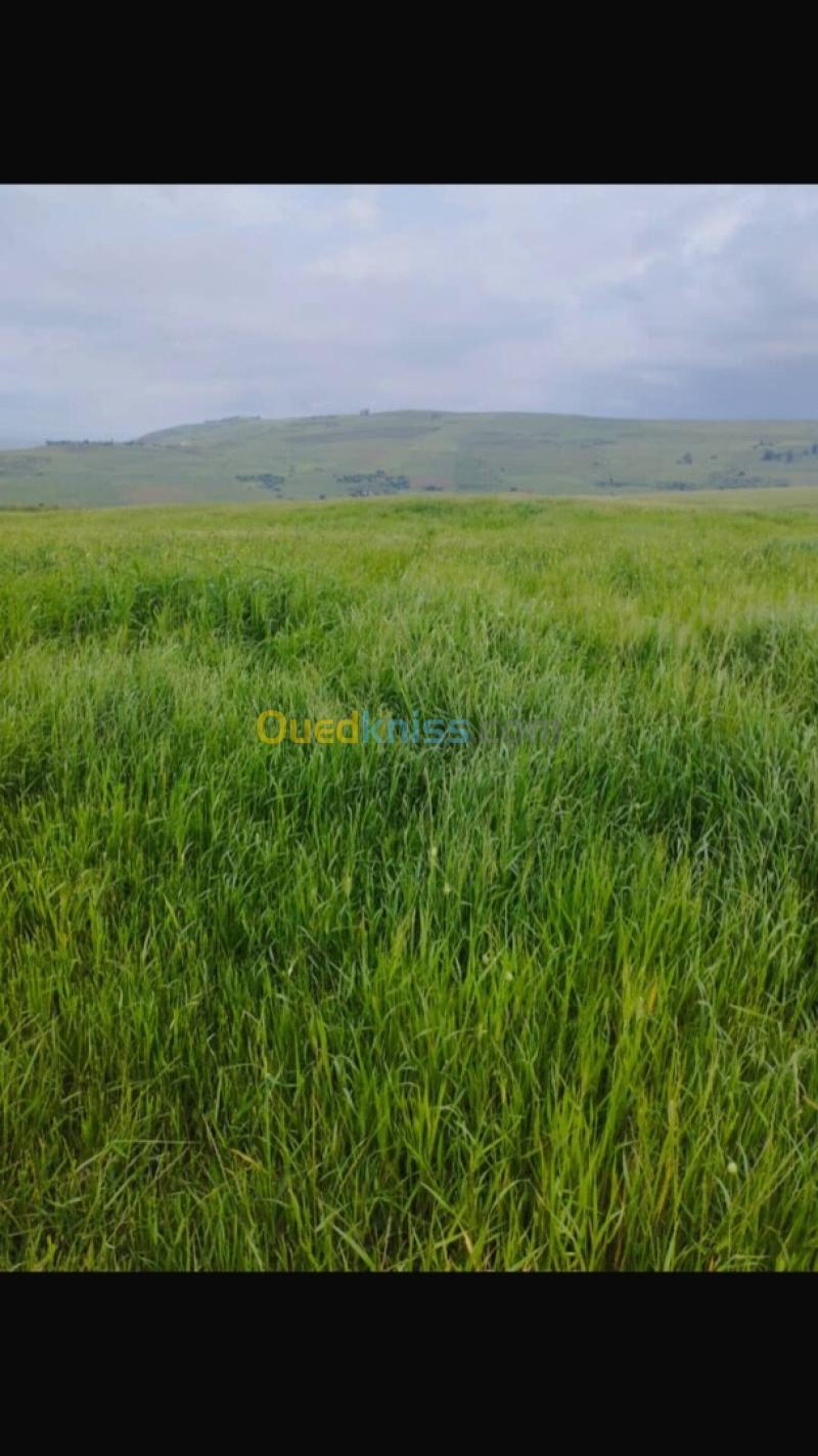 Vente Terrain Agricole Aïn Defla Djendel 8