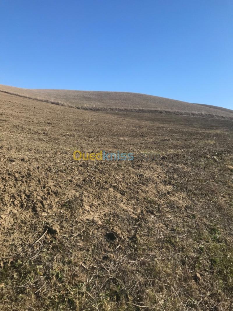 Vente Terrain Agricole Aïn Defla El hassania