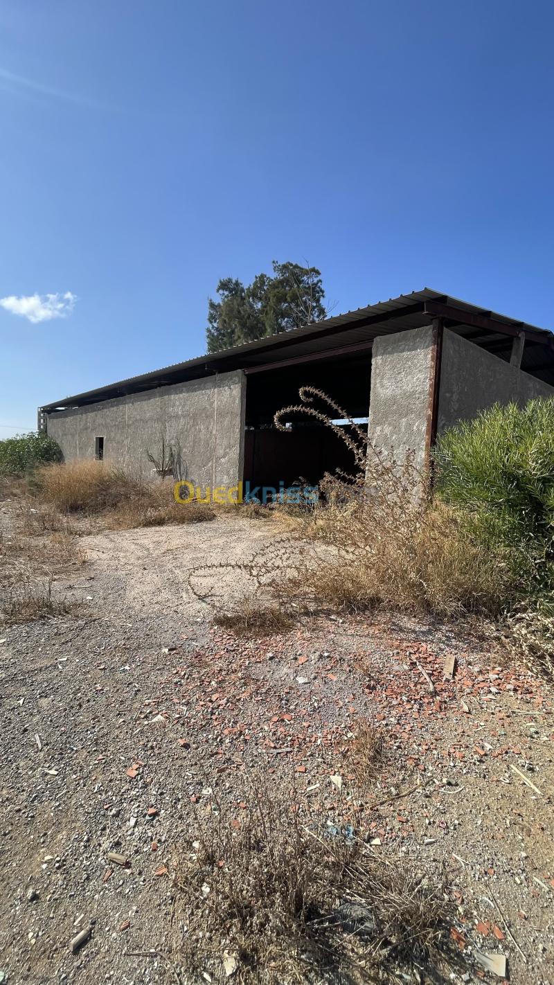 Location Hangar - Usine Alger Cheraga 4