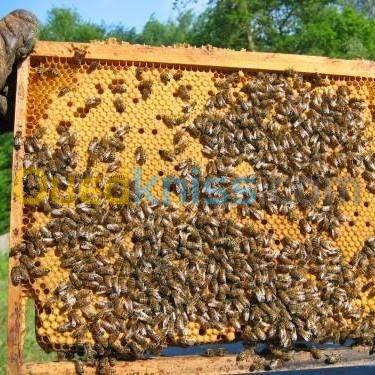  بيع خالايا النحل