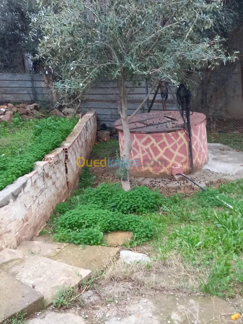 Vente Terrain Blida Meftah 7
