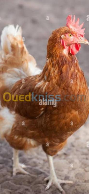  Poulet دجاج البيض 