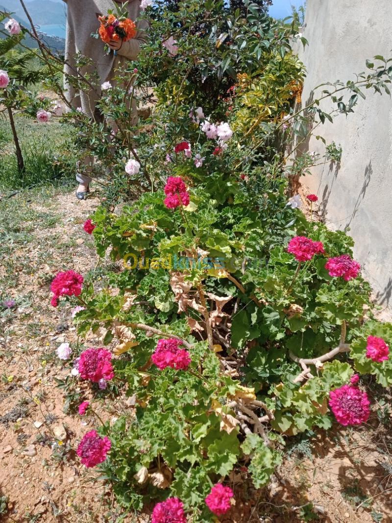 Location Villa Chlef Beni haoua 9