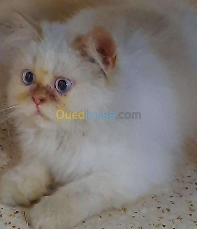 Chat Pure Himalayen