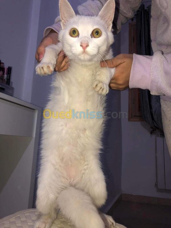 Chatte Angora Turc Agee De 6 Mois Blida Vente Achat Ouedkniss Com