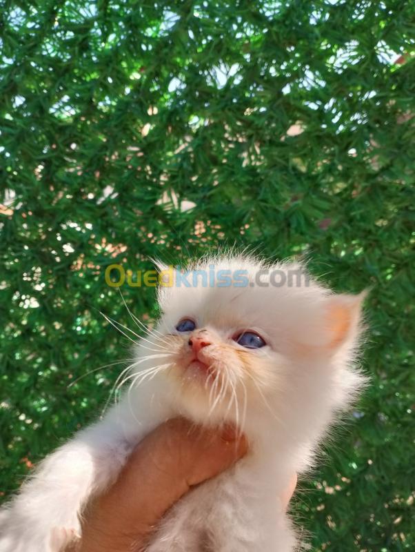  قطط هيمالايا بيكي فايس 