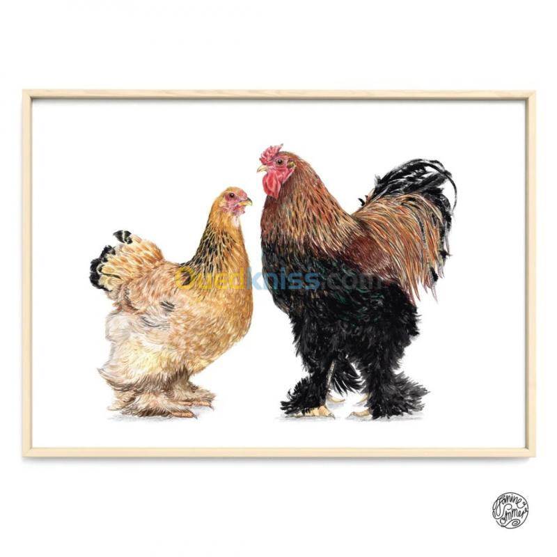  poule et cock brahma