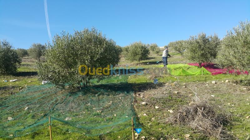  Huile d'olive d'Algérie 