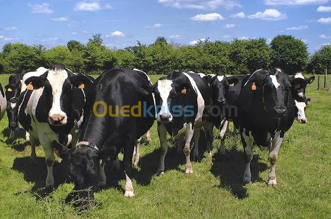  Sarl bovinos importation 