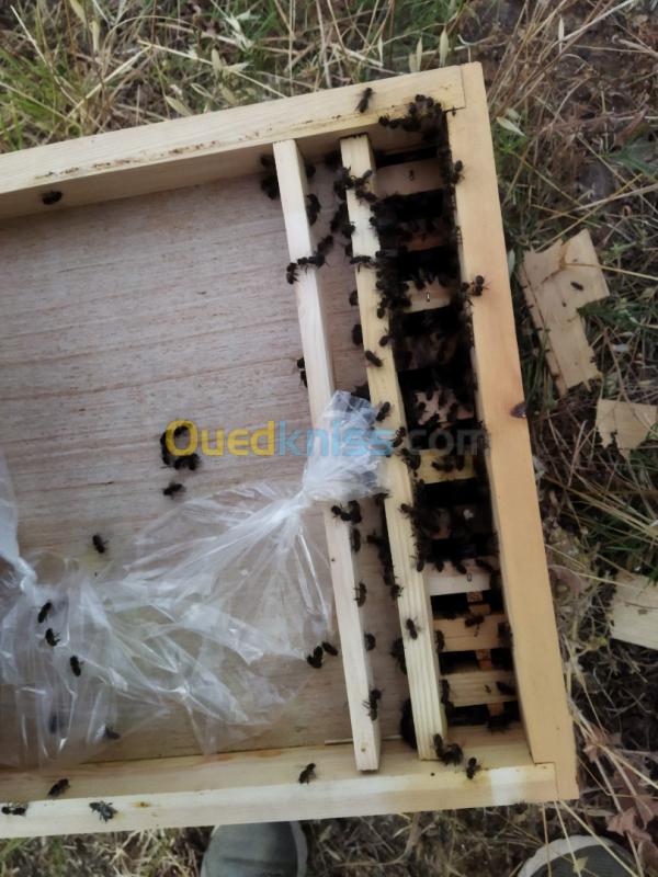  Essaims d'abeille sur 4 cadre 