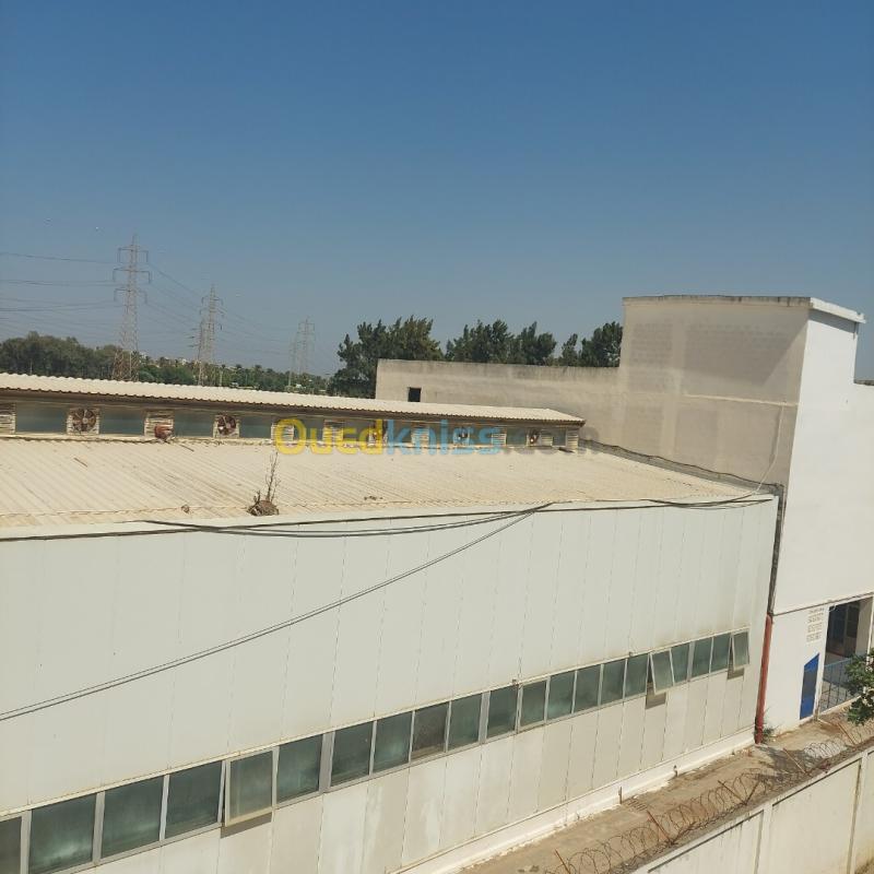 Location Hangar - Usine Blida Boufarik