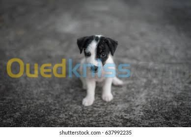  Jack Russell chiots 