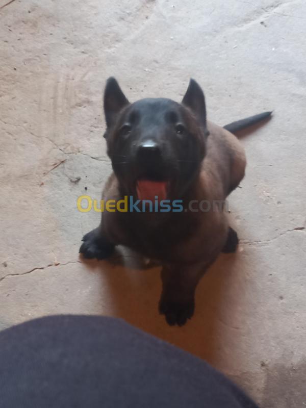  Chiot malinois 38 jour charbony