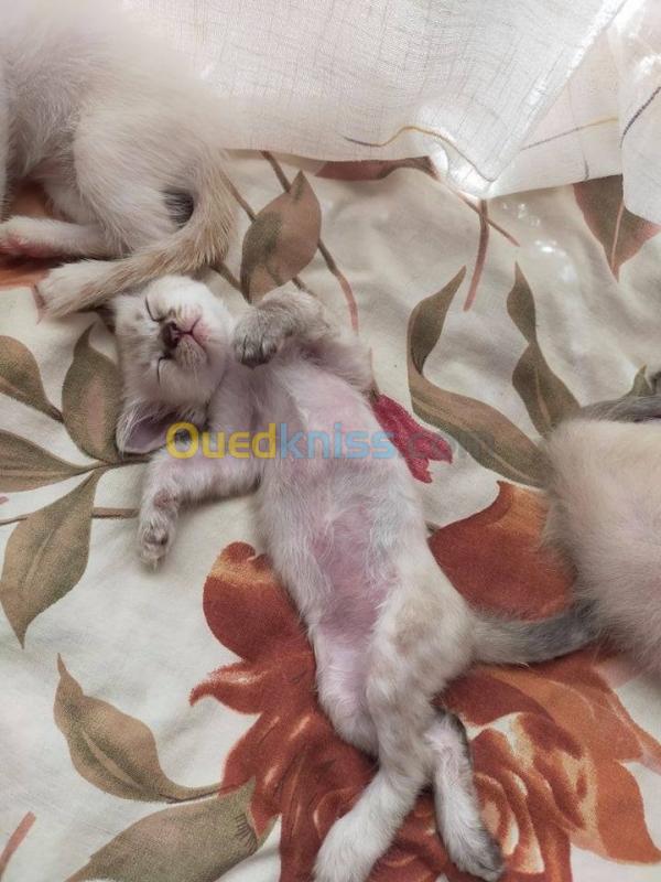 Chat Siamois Angora Croise Blida Algerie