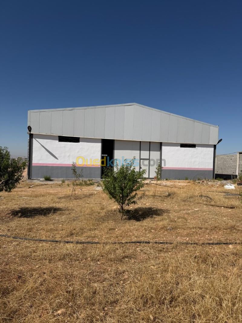 Location Hangar - Usine Sétif Ain arnat 11