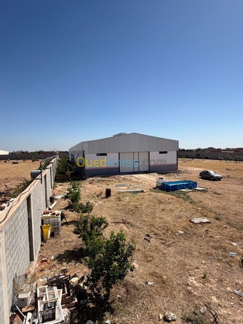 Location Hangar - Usine Sétif Ain arnat 2