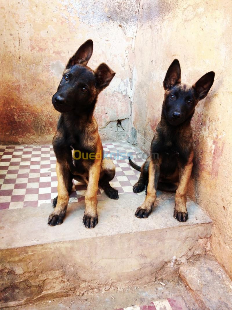 Un Couple Malinois   Mâle Et Femelle - Mostaganem Algérie