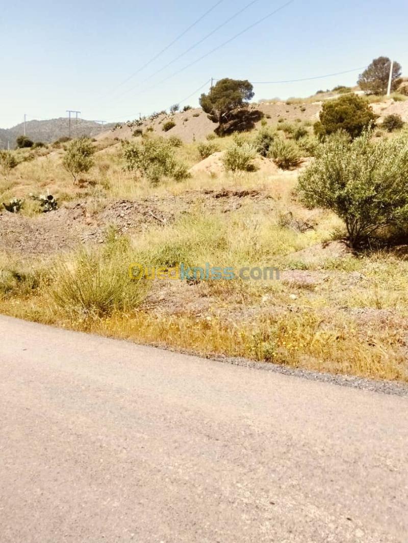 Vente Terrain Agricole Bouira Taghzout 5